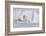 Polar Bear with Spring Cub, ANWR, Alaska, USA-Steve Kazlowski-Framed Photographic Print