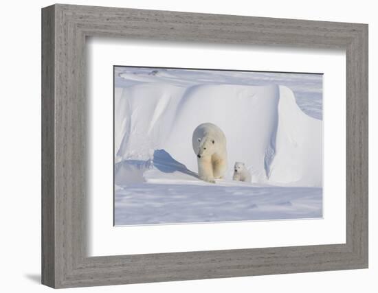 Polar Bear with Spring Cub, ANWR, Alaska, USA-Steve Kazlowski-Framed Photographic Print