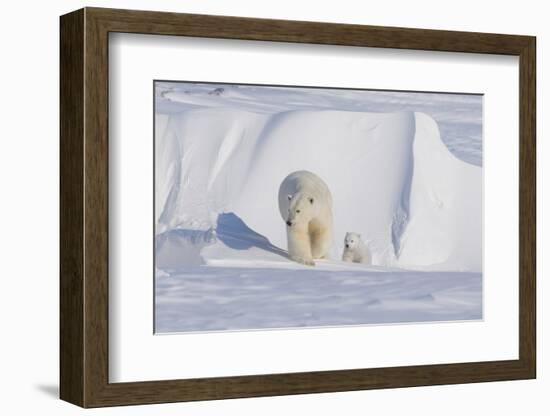 Polar Bear with Spring Cub, ANWR, Alaska, USA-Steve Kazlowski-Framed Photographic Print