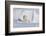 Polar Bear with Spring Cub, ANWR, Alaska, USA-Steve Kazlowski-Framed Photographic Print