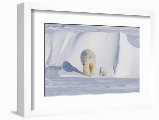 Polar Bear with Spring Cub, ANWR, Alaska, USA-Steve Kazlowski-Framed Photographic Print