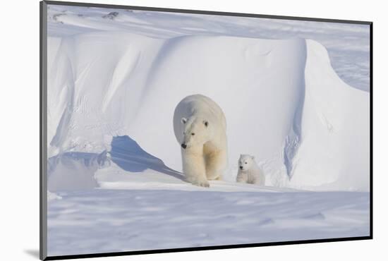 Polar Bear with Spring Cub, ANWR, Alaska, USA-Steve Kazlowski-Mounted Photographic Print