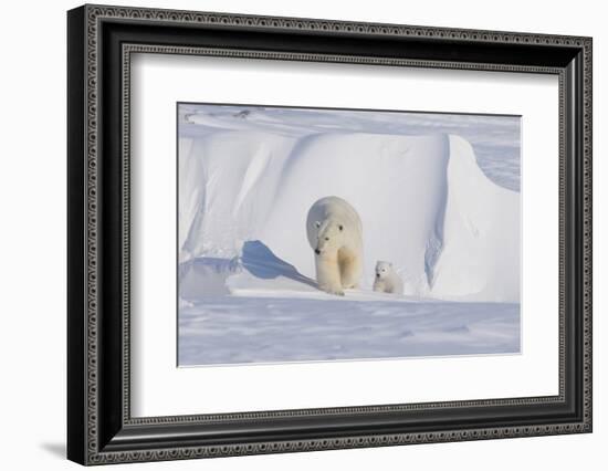 Polar Bear with Spring Cub, ANWR, Alaska, USA-Steve Kazlowski-Framed Photographic Print