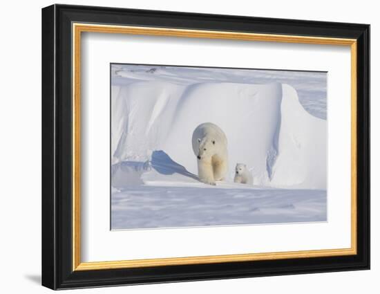 Polar Bear with Spring Cub, ANWR, Alaska, USA-Steve Kazlowski-Framed Photographic Print