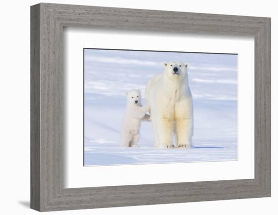 Polar Bear with Spring Cub, ANWR, Alaska, USA-Steve Kazlowski-Framed Photographic Print