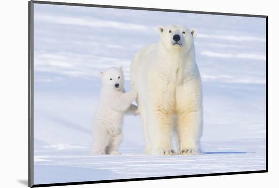 Polar Bear with Spring Cub, ANWR, Alaska, USA-Steve Kazlowski-Mounted Photographic Print