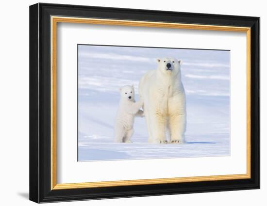 Polar Bear with Spring Cub, ANWR, Alaska, USA-Steve Kazlowski-Framed Photographic Print