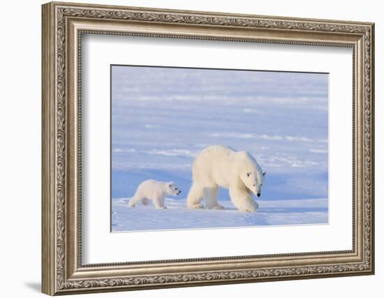 Polar Bear with Spring Cub, ANWR, Alaska, USA-Steve Kazlowski-Framed Photographic Print