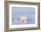 Polar Bear with Spring Cub, ANWR, Alaska, USA-Steve Kazlowski-Framed Photographic Print