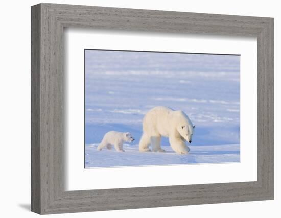 Polar Bear with Spring Cub, ANWR, Alaska, USA-Steve Kazlowski-Framed Photographic Print