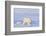 Polar Bear with Spring Cub, ANWR, Alaska, USA-Steve Kazlowski-Framed Photographic Print