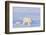 Polar Bear with Spring Cub, ANWR, Alaska, USA-Steve Kazlowski-Framed Photographic Print