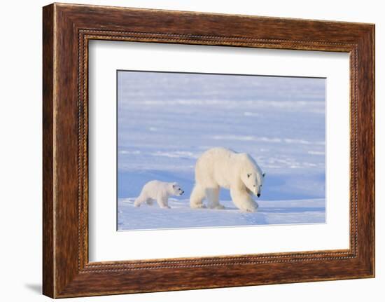 Polar Bear with Spring Cub, ANWR, Alaska, USA-Steve Kazlowski-Framed Photographic Print