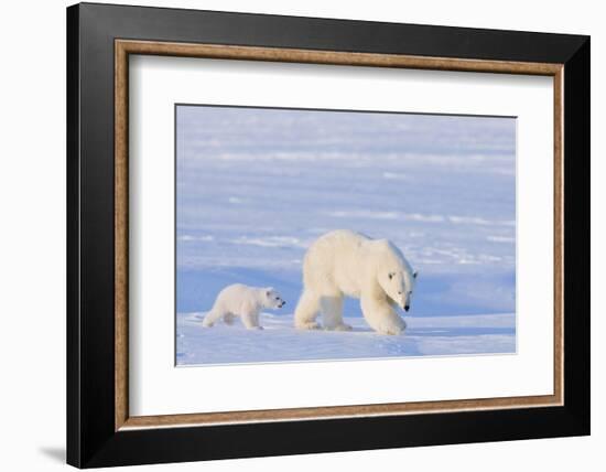 Polar Bear with Spring Cub, ANWR, Alaska, USA-Steve Kazlowski-Framed Photographic Print