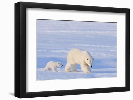 Polar Bear with Spring Cub, ANWR, Alaska, USA-Steve Kazlowski-Framed Photographic Print