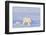 Polar Bear with Spring Cub, ANWR, Alaska, USA-Steve Kazlowski-Framed Photographic Print