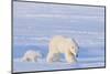 Polar Bear with Spring Cub, ANWR, Alaska, USA-Steve Kazlowski-Mounted Photographic Print