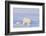 Polar Bear with Spring Cub, ANWR, Alaska, USA-Steve Kazlowski-Framed Photographic Print