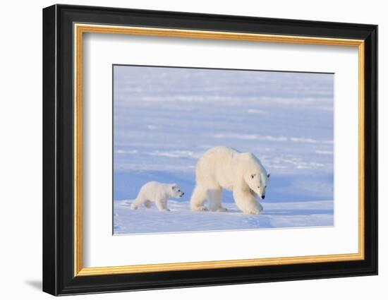 Polar Bear with Spring Cub, ANWR, Alaska, USA-Steve Kazlowski-Framed Photographic Print