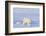 Polar Bear with Spring Cub, ANWR, Alaska, USA-Steve Kazlowski-Framed Photographic Print