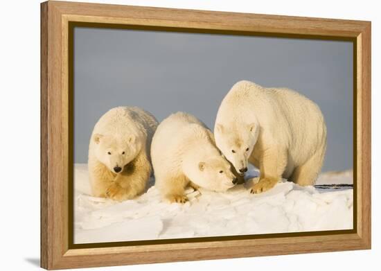 Polar Bear with Two 2-Year-Old Cubs, Bernard Spit, ANWR, Alaska, USA-Steve Kazlowski-Framed Premier Image Canvas