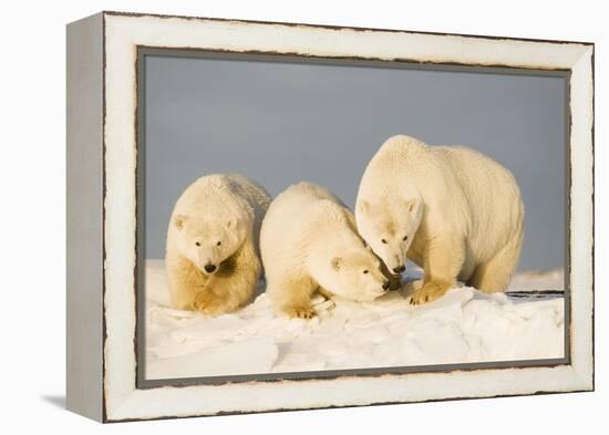 Polar Bear with Two 2-Year-Old Cubs, Bernard Spit, ANWR, Alaska, USA-Steve Kazlowski-Framed Premier Image Canvas