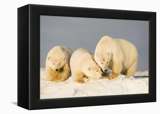 Polar Bear with Two 2-Year-Old Cubs, Bernard Spit, ANWR, Alaska, USA-Steve Kazlowski-Framed Premier Image Canvas