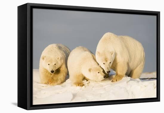 Polar Bear with Two 2-Year-Old Cubs, Bernard Spit, ANWR, Alaska, USA-Steve Kazlowski-Framed Premier Image Canvas