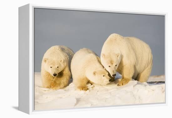 Polar Bear with Two 2-Year-Old Cubs, Bernard Spit, ANWR, Alaska, USA-Steve Kazlowski-Framed Premier Image Canvas