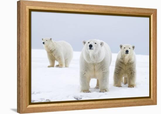 Polar Bear with Two 2-Year-Old Cubs, Bernard Spit, ANWR, Alaska, USA-Steve Kazlowski-Framed Premier Image Canvas