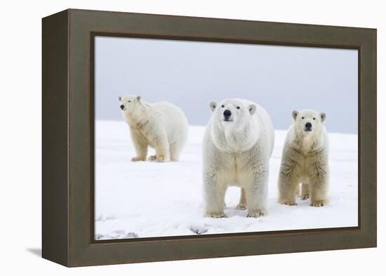 Polar Bear with Two 2-Year-Old Cubs, Bernard Spit, ANWR, Alaska, USA-Steve Kazlowski-Framed Premier Image Canvas