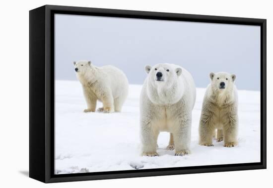 Polar Bear with Two 2-Year-Old Cubs, Bernard Spit, ANWR, Alaska, USA-Steve Kazlowski-Framed Premier Image Canvas