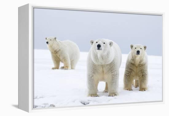 Polar Bear with Two 2-Year-Old Cubs, Bernard Spit, ANWR, Alaska, USA-Steve Kazlowski-Framed Premier Image Canvas