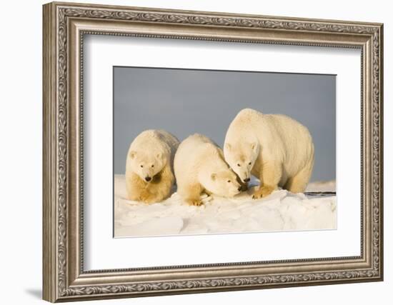 Polar Bear with Two 2-Year-Old Cubs, Bernard Spit, ANWR, Alaska, USA-Steve Kazlowski-Framed Photographic Print