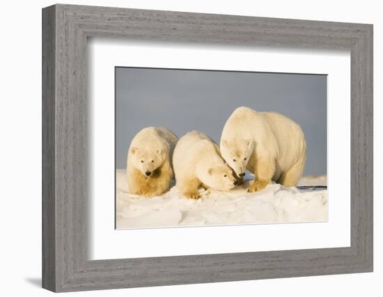 Polar Bear with Two 2-Year-Old Cubs, Bernard Spit, ANWR, Alaska, USA-Steve Kazlowski-Framed Photographic Print