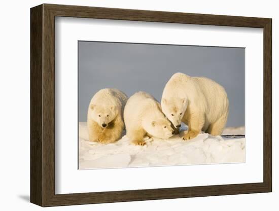 Polar Bear with Two 2-Year-Old Cubs, Bernard Spit, ANWR, Alaska, USA-Steve Kazlowski-Framed Photographic Print