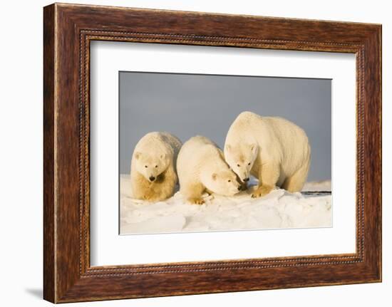 Polar Bear with Two 2-Year-Old Cubs, Bernard Spit, ANWR, Alaska, USA-Steve Kazlowski-Framed Photographic Print