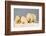 Polar Bear with Two 2-Year-Old Cubs, Bernard Spit, ANWR, Alaska, USA-Steve Kazlowski-Framed Photographic Print