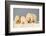 Polar Bear with Two 2-Year-Old Cubs, Bernard Spit, ANWR, Alaska, USA-Steve Kazlowski-Framed Photographic Print