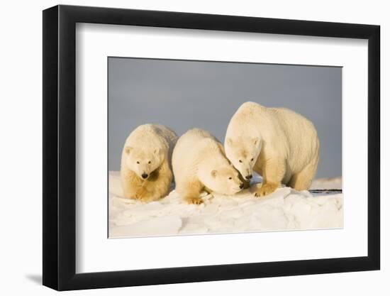 Polar Bear with Two 2-Year-Old Cubs, Bernard Spit, ANWR, Alaska, USA-Steve Kazlowski-Framed Photographic Print