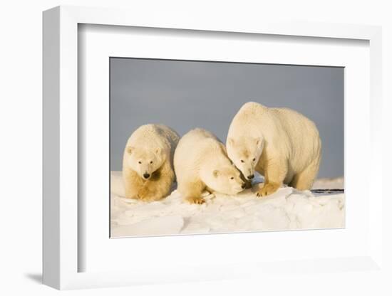 Polar Bear with Two 2-Year-Old Cubs, Bernard Spit, ANWR, Alaska, USA-Steve Kazlowski-Framed Photographic Print