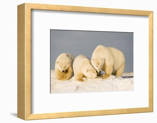 Polar Bear with Two 2-Year-Old Cubs, Bernard Spit, ANWR, Alaska, USA-Steve Kazlowski-Framed Photographic Print