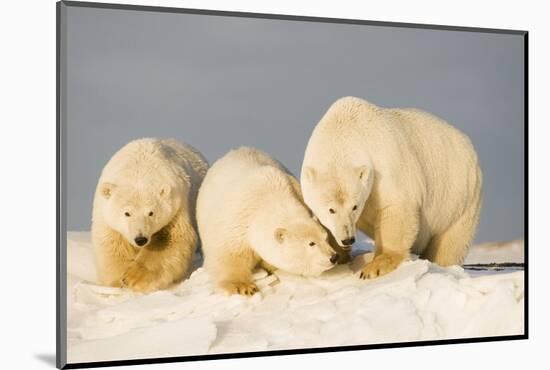 Polar Bear with Two 2-Year-Old Cubs, Bernard Spit, ANWR, Alaska, USA-Steve Kazlowski-Mounted Photographic Print