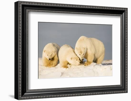 Polar Bear with Two 2-Year-Old Cubs, Bernard Spit, ANWR, Alaska, USA-Steve Kazlowski-Framed Photographic Print