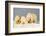 Polar Bear with Two 2-Year-Old Cubs, Bernard Spit, ANWR, Alaska, USA-Steve Kazlowski-Framed Photographic Print