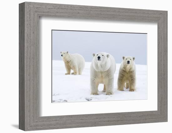 Polar Bear with Two 2-Year-Old Cubs, Bernard Spit, ANWR, Alaska, USA-Steve Kazlowski-Framed Photographic Print