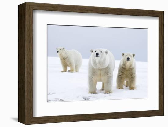 Polar Bear with Two 2-Year-Old Cubs, Bernard Spit, ANWR, Alaska, USA-Steve Kazlowski-Framed Photographic Print