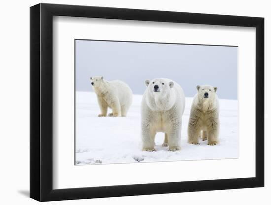 Polar Bear with Two 2-Year-Old Cubs, Bernard Spit, ANWR, Alaska, USA-Steve Kazlowski-Framed Photographic Print