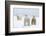 Polar Bear with Two 2-Year-Old Cubs, Bernard Spit, ANWR, Alaska, USA-Steve Kazlowski-Framed Photographic Print