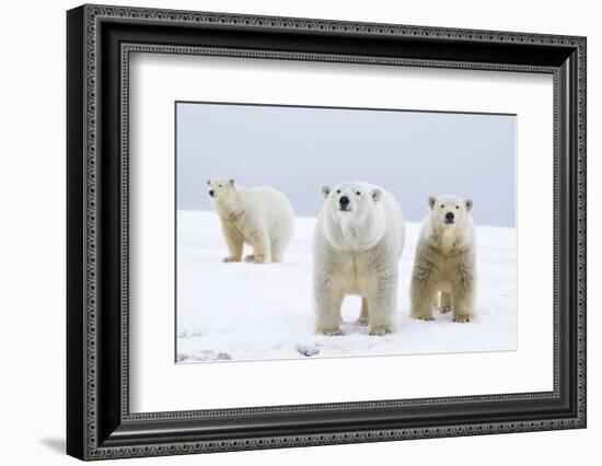 Polar Bear with Two 2-Year-Old Cubs, Bernard Spit, ANWR, Alaska, USA-Steve Kazlowski-Framed Photographic Print